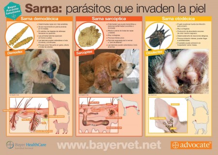 El ungüento de la osteocondrosis sheyno-de pecho